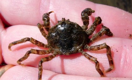 A little spider crab. Photo: Cédric d’Udekem d’Acoz of the Royal Belgium Institute of Natural Sciences, Brussels.